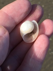 Papawera zelandiae