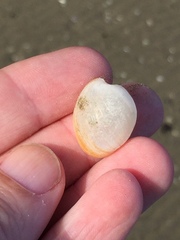 Papawera zelandiae