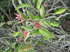 Euphorbia tithymaloides