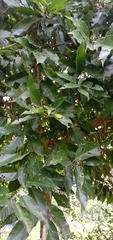 Magnolia liliiflora