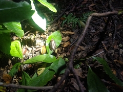 Prionoplus reticularis