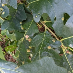 Callirhytis quercusfutilis