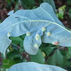 Callirhytis quercusfutilis