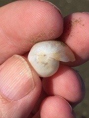 Papawera zelandiae