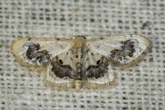 Idaea macrospila