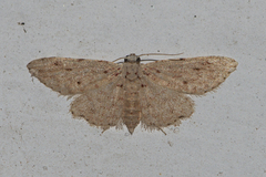Geometridae