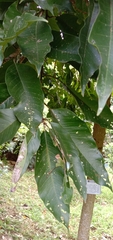 Magnolia liliiflora