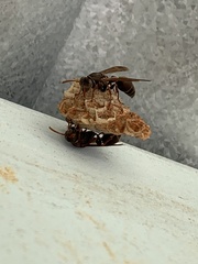 Polistes humilis