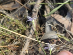 Wahlenbergia luteola