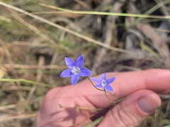 Wahlenbergia luteola