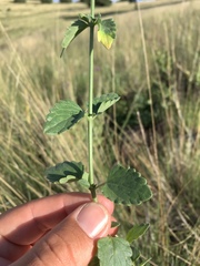 Agastache pallidiflora