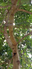Magnolia liliiflora