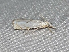 Microcrambus biguttellus