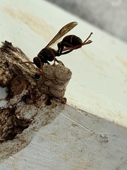Polistes humilis