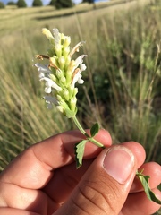 Agastache pallidiflora