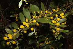 Acacia complanata