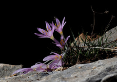 Colchicum stevenii