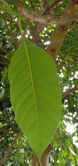 Magnolia liliiflora