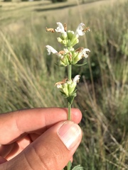 Agastache pallidiflora