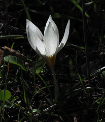 Crocus hyemalis