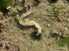 Spirobranchus cariniferus