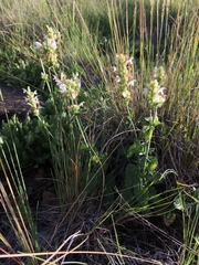 Agastache pallidiflora