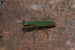 Odontomantis