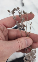 Achillea salicifolia