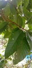 Magnolia liliiflora