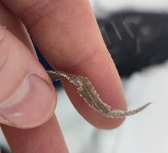 Achillea salicifolia