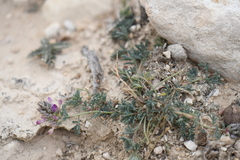Dalea pogonathera