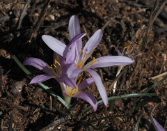 Colchicum stevenii