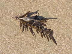 Carpophyllum maschalocarpum