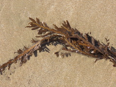 Carpophyllum maschalocarpum