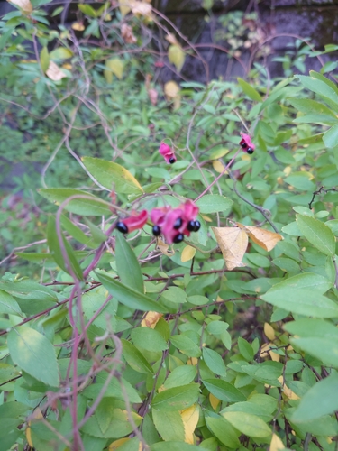 Image of Rhynchosia volubilis by (c) WATANABE Hitoshi 渡辺仁, some rights reserved (CC BY)