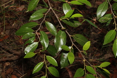 Petalostigma triloculare