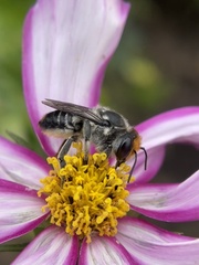 Megachile chrysopyga