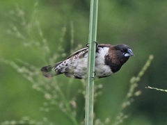 Spermestes cucullata scutata