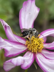 Megachile chrysopyga