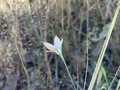 Wahlenbergia luteola