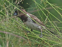 Spermestes cucullata scutata