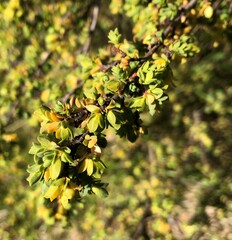Pimelea serpyllifolia