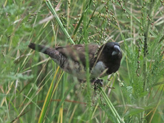 Spermestes cucullata scutata
