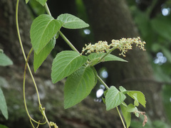 Cissus