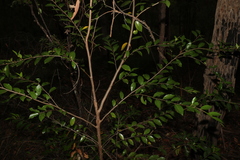 Petalostigma triloculare