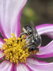 Megachile chrysopyga