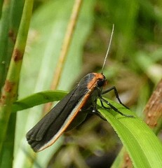 Palaeosia bicosta