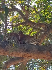 Accipiter melanoleucus