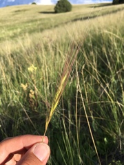 Elymus longifolius
