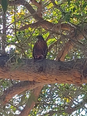 Accipiter melanoleucus